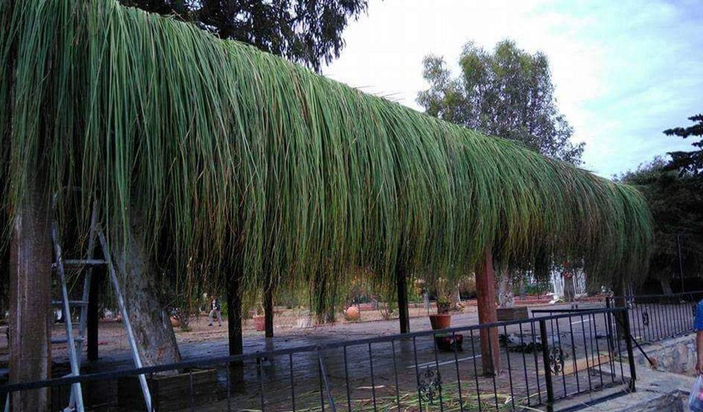 Kargı ve Saz Kamışından Üretilen Geleneksel Hasır Kamelya Modelleri